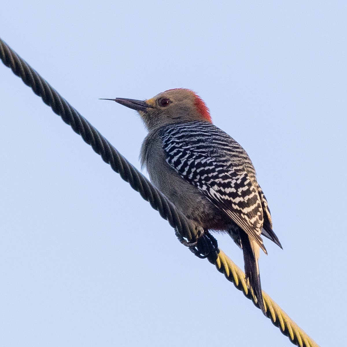 Yucatan Woodpecker - ML392924221
