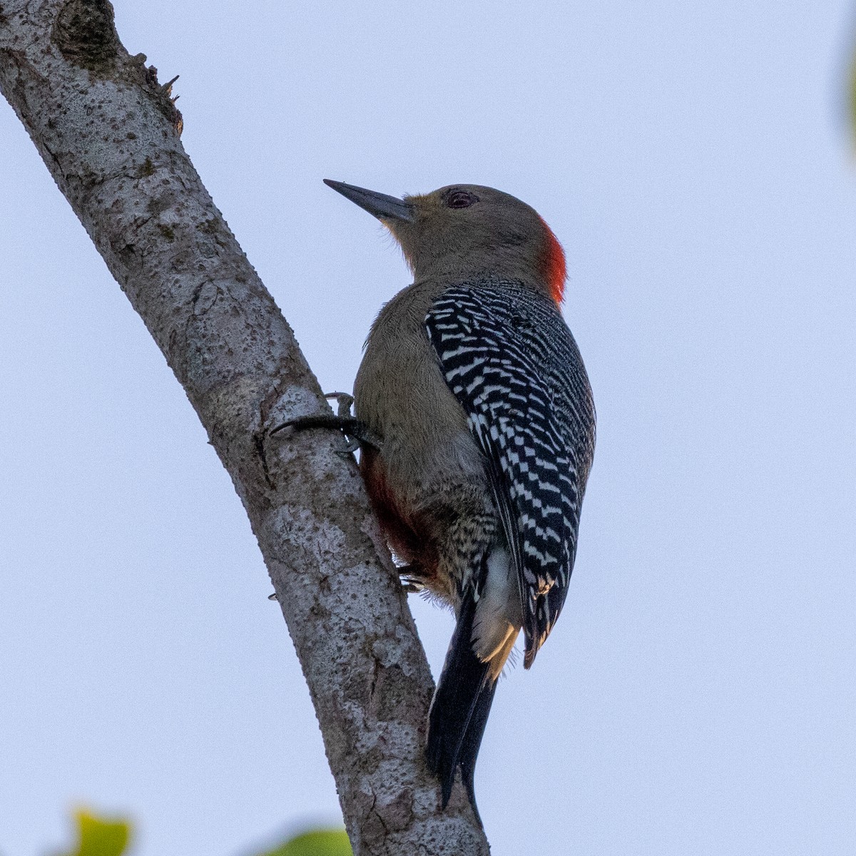 Yucatan Woodpecker - ML392924251