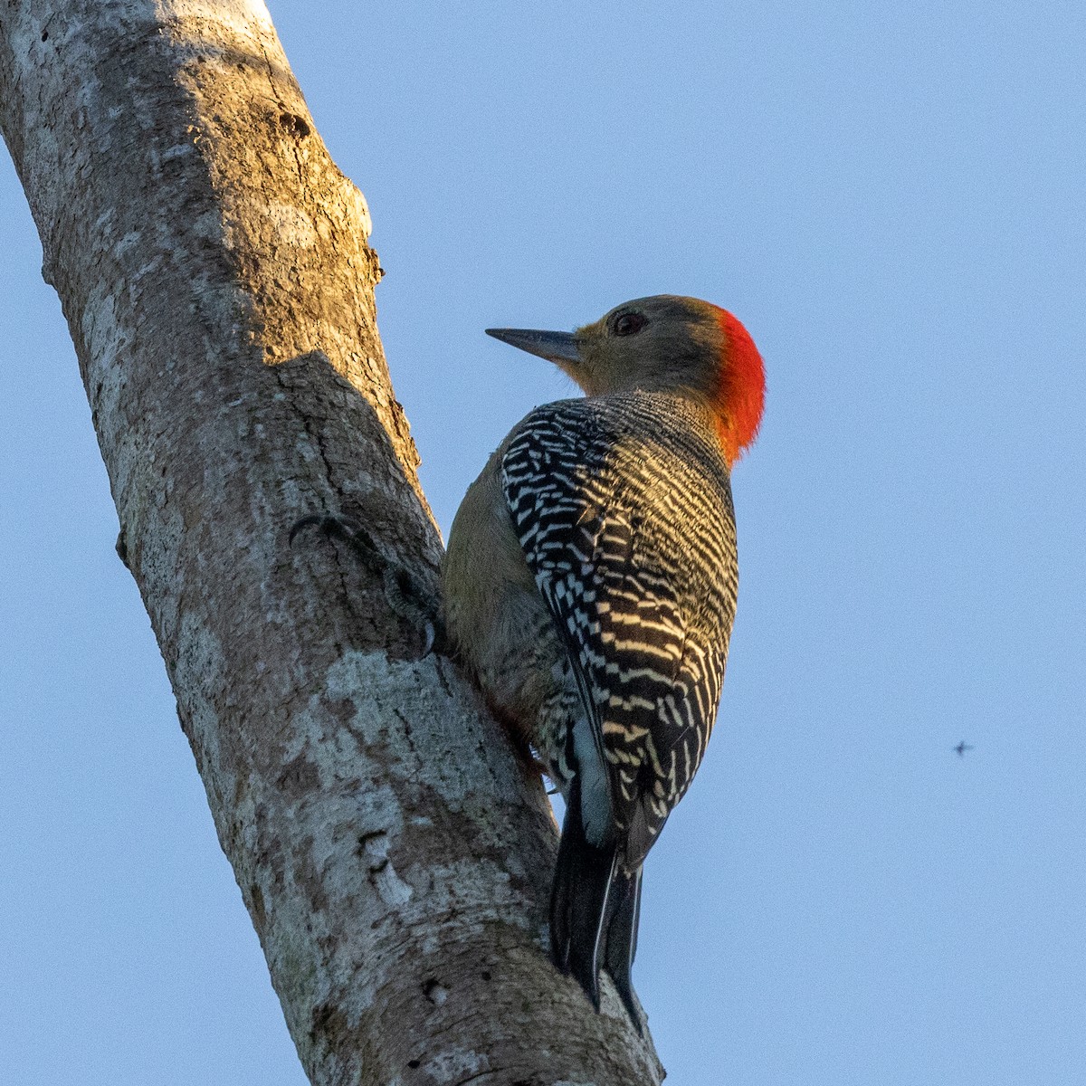 Yucatan Woodpecker - ML392924281