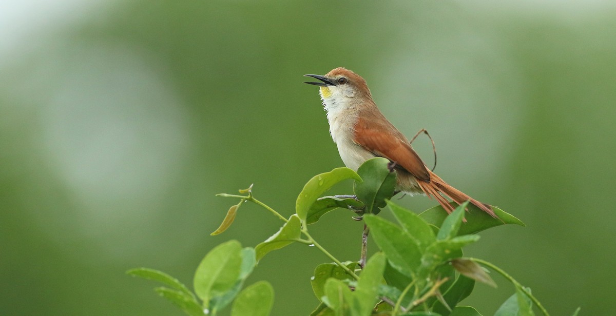 Yellow-chinned Spinetail - ML392926061