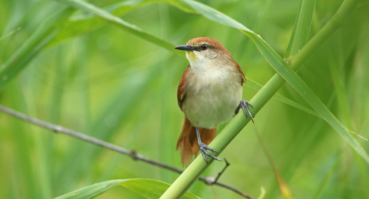 Yellow-chinned Spinetail - ML392926191