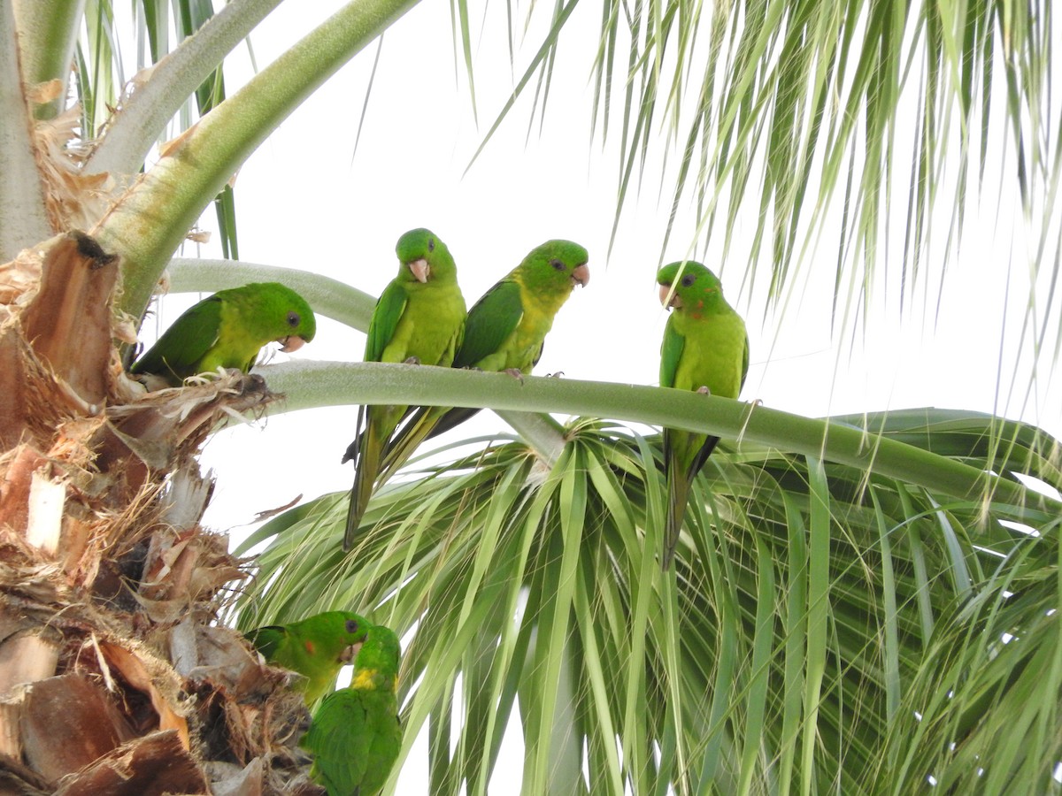 Green Parakeet - Lance Runion 🦤