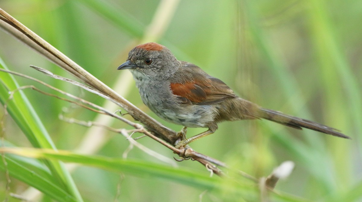 Pale-breasted Spinetail - ML392926391