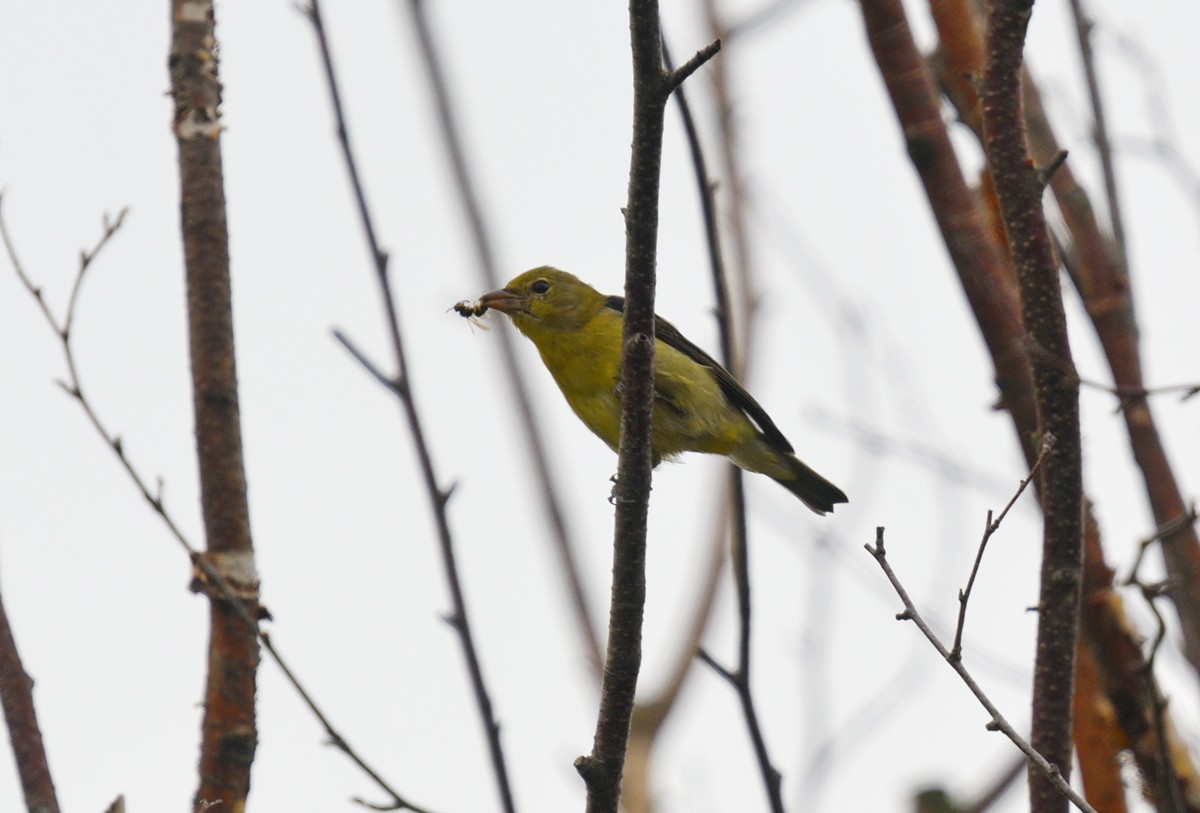 Scarlet Tanager - ML392929181