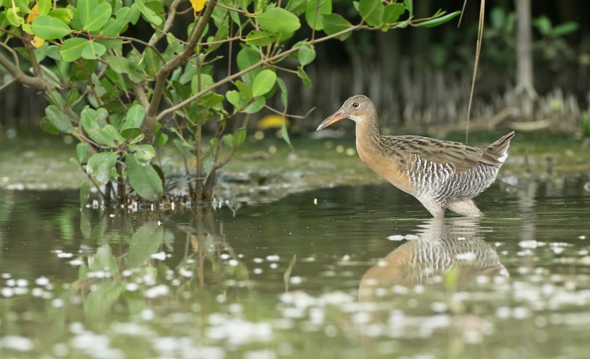 Mangrove Rail - Luke Seitz