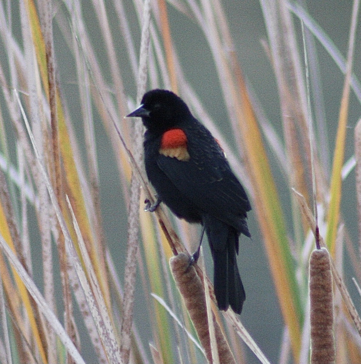 Red-winged Blackbird - ML392932751