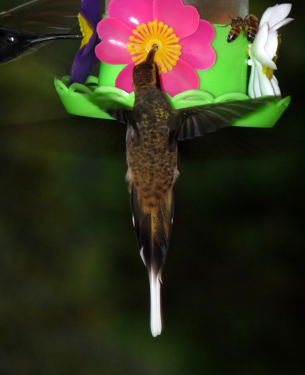 Scale-throated Hermit - David Bree