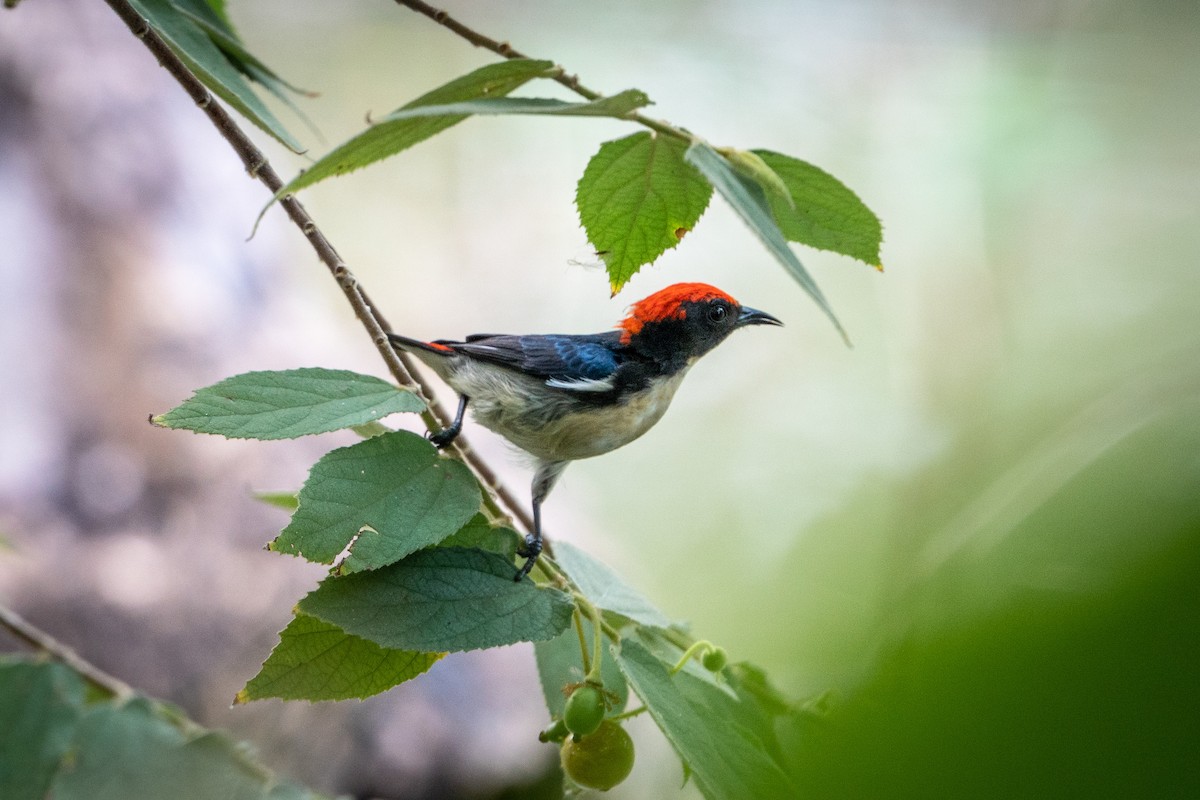 Scarlet-backed Flowerpecker - ML392934351