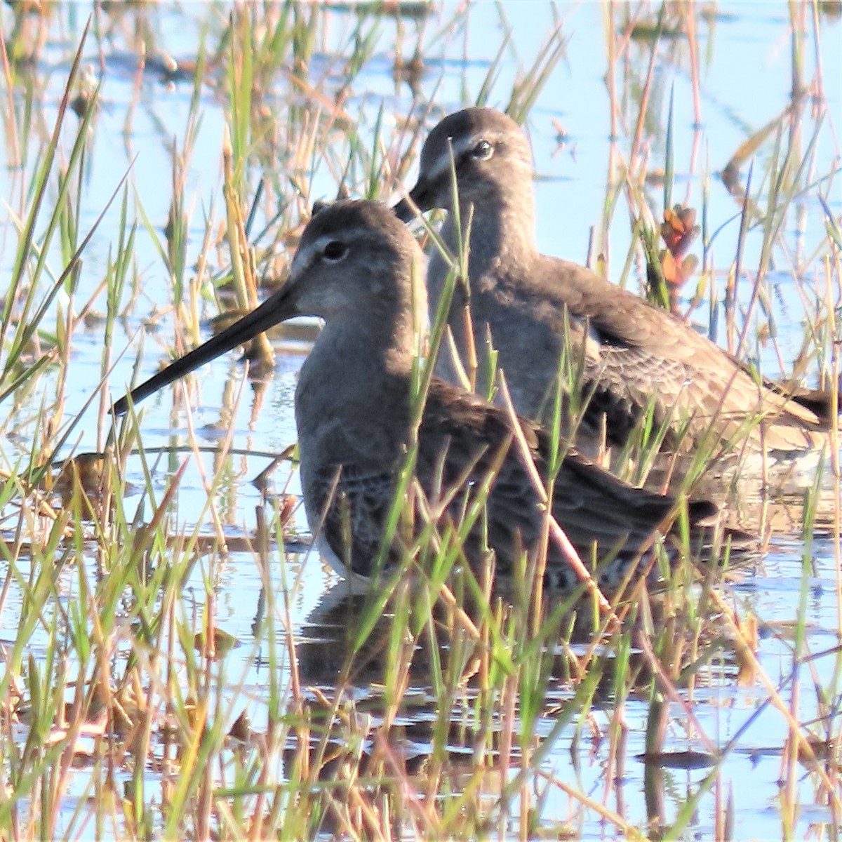 Long-billed Dowitcher - ML392937351