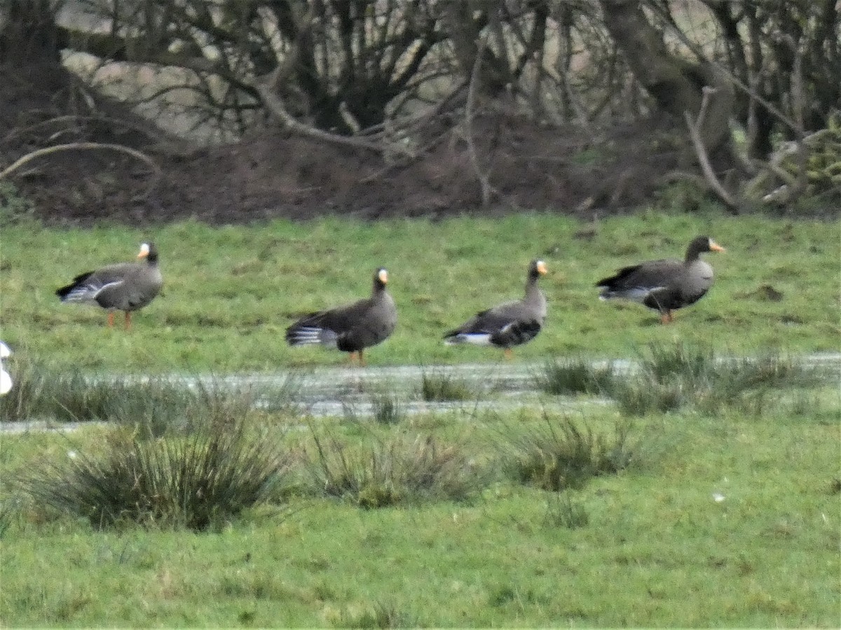 Greater White-fronted Goose - ML392941491