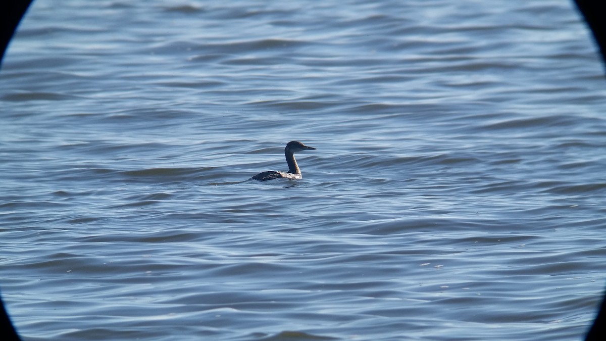 Red-necked Grebe - ML39294651