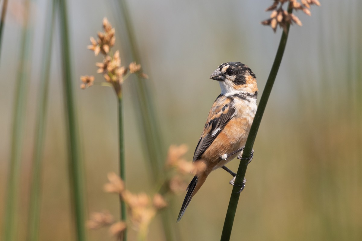 Rusty-collared Seedeater - ML392948981