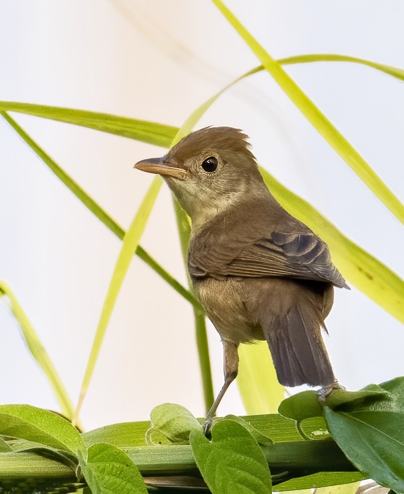 Thick-billed Warbler - Mohammed Sayeer