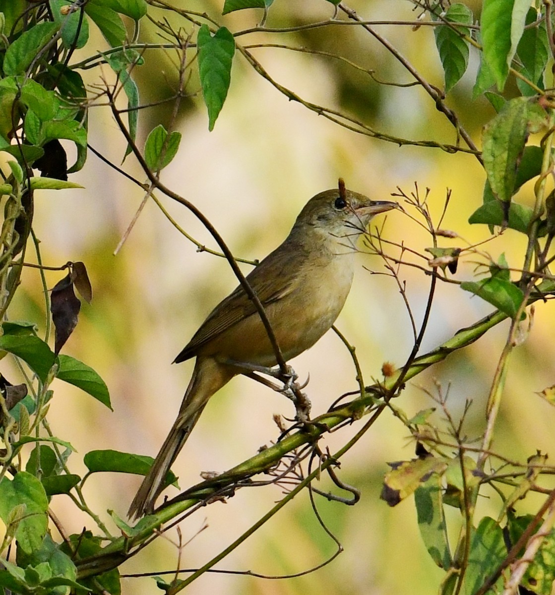 Thick-billed Warbler - Mohammed Sayeer