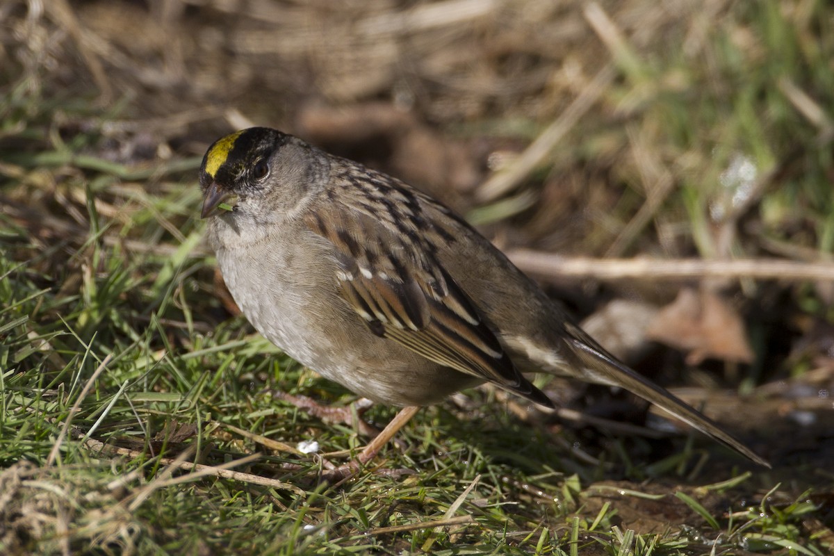 Golden-crowned Sparrow - Jeffrey Moore