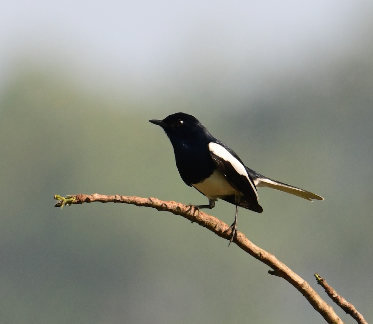 Oriental Magpie-Robin - Mohammed Sayeer