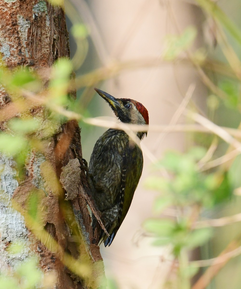 Streak-throated Woodpecker - Mohammed Sayeer