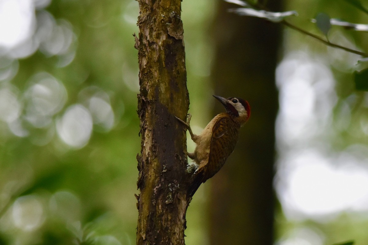 Spot-breasted Woodpecker - ML392968441