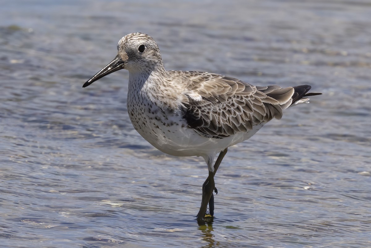 Great Knot - ML392972601