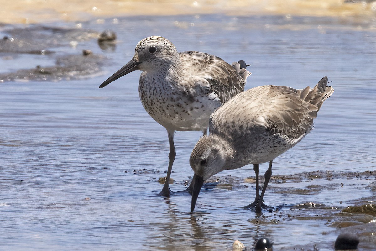 Great Knot - ML392972781