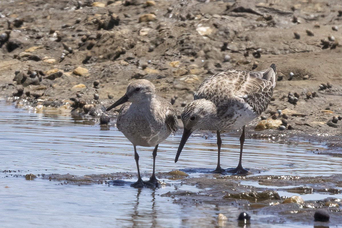Great Knot - ML392972841