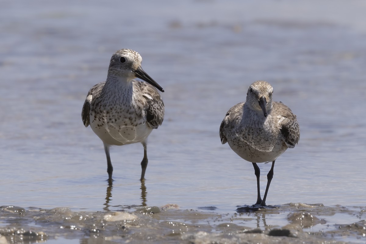 Great Knot - ML392972941