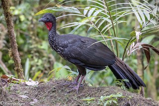 Crested Guan, ML392973851