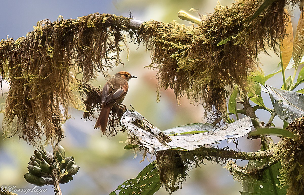 Red-faced Spinetail - Fernando del Valle