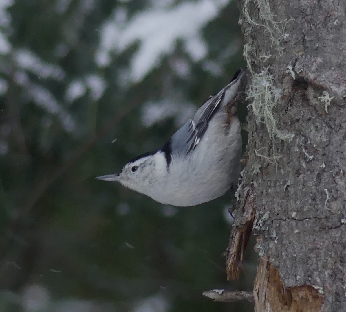 White-breasted Nuthatch - ML392975571