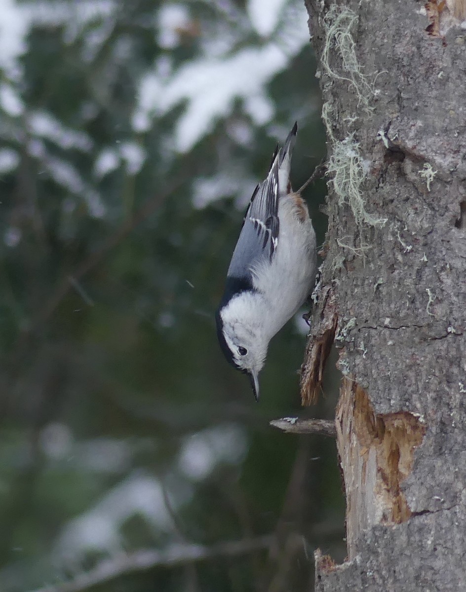 White-breasted Nuthatch - ML392975631