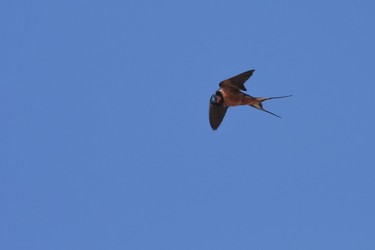 Barn Swallow (Levant) - ML392978501
