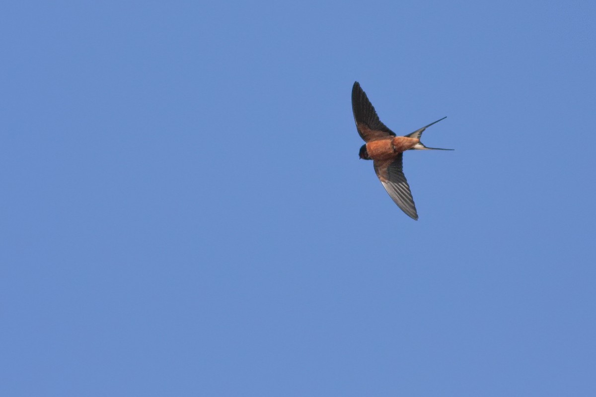 Barn Swallow (Levant) - ML392978521