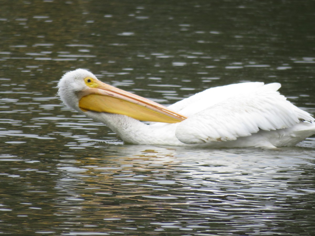 American White Pelican - Denise Riddle