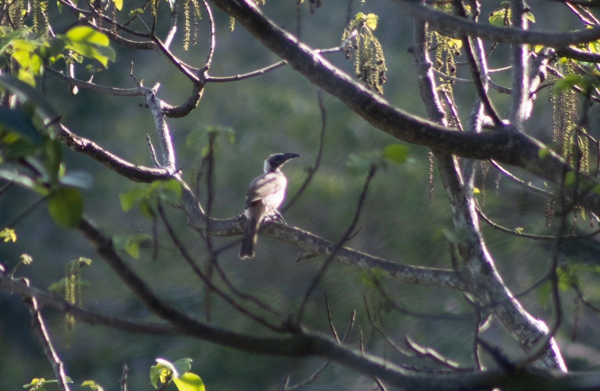 Helmeted Friarbird (Tenggara) - ML392982401