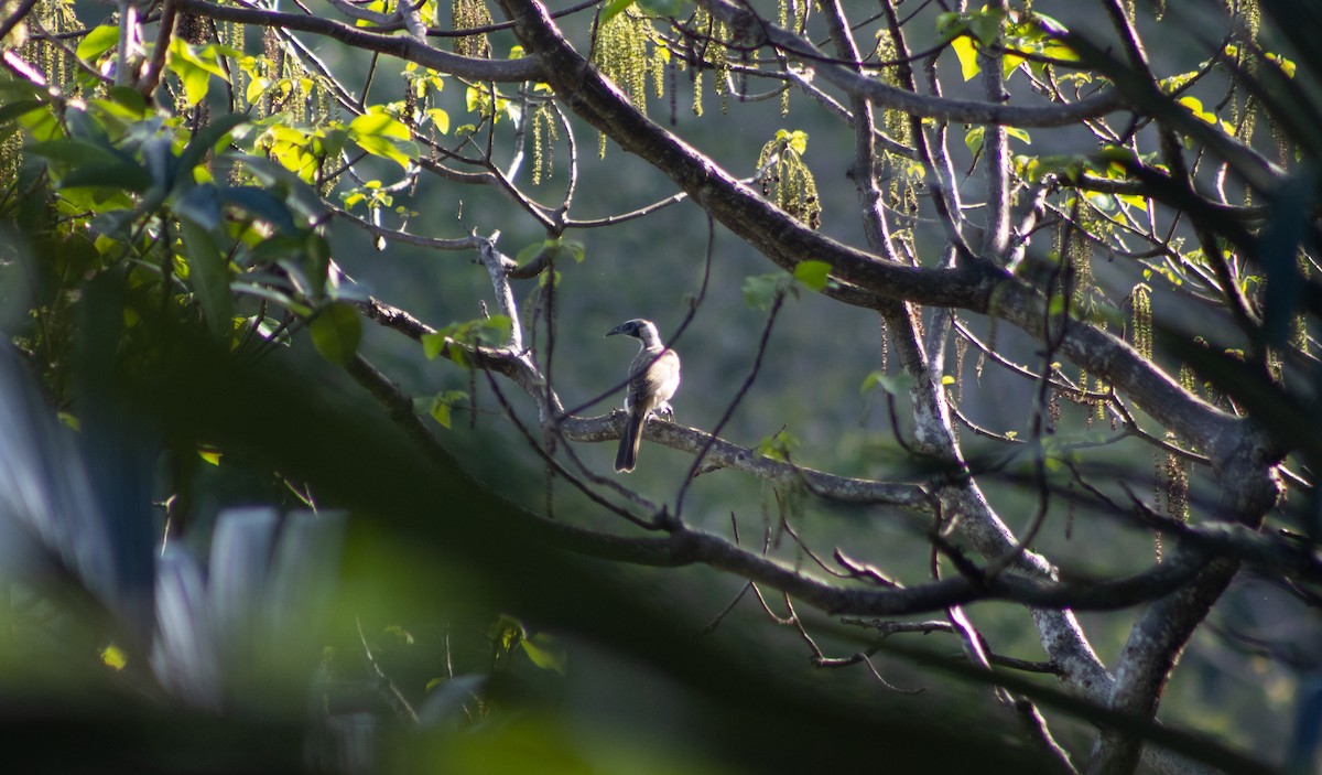 Helmeted Friarbird (Tenggara) - ML392983051