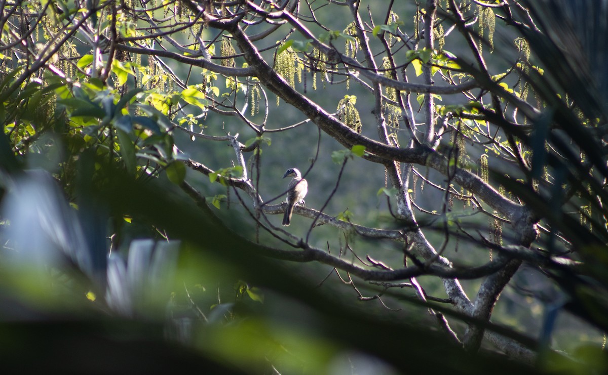 Helmeted Friarbird (Tenggara) - ML392983071