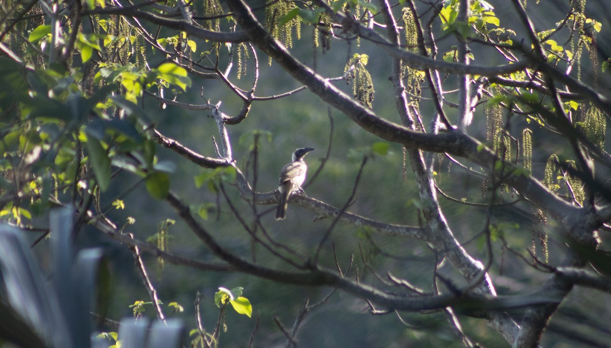 Helmeted Friarbird (Tenggara) - ML392983181