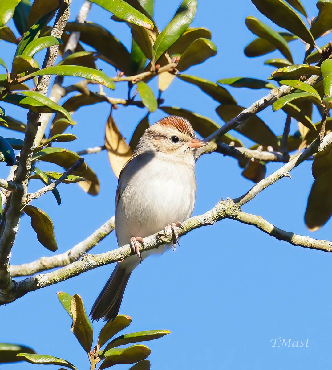 Chipping Sparrow - Tom Mast
