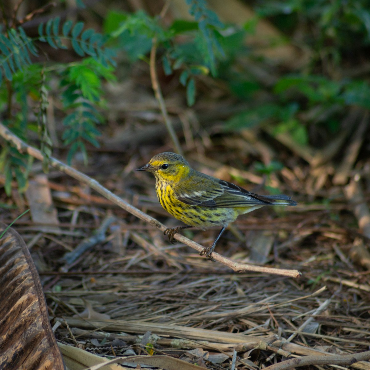 Cape May Warbler - ML392988911