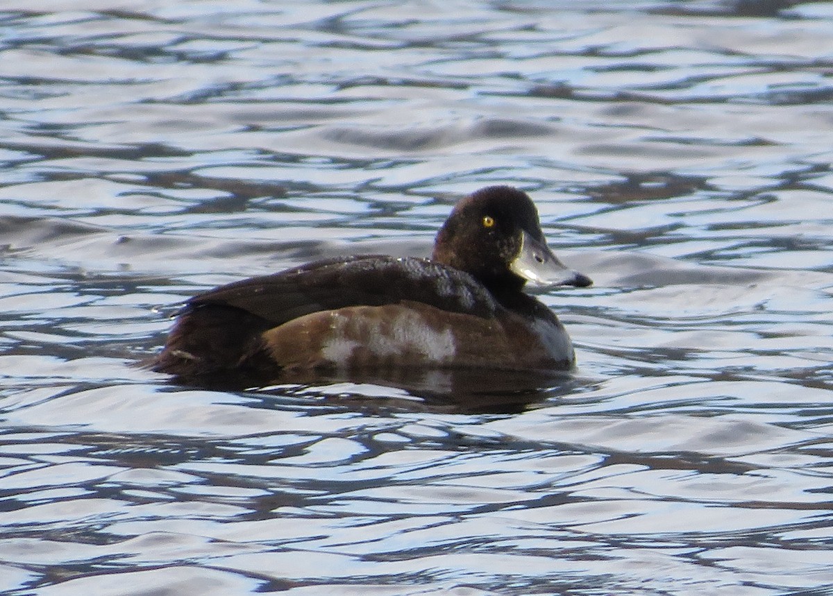 Greater Scaup - Kathleen Fowler