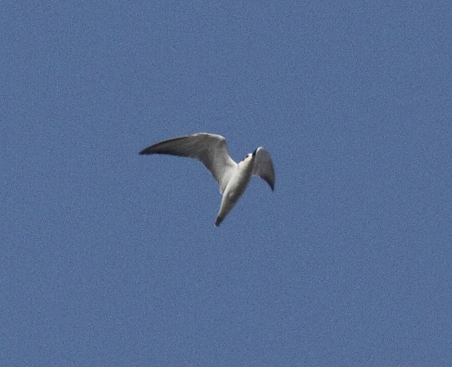 Gull-billed Tern - Albin Jacob