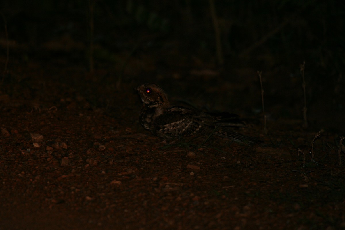 Large-tailed Nightjar - ML392996741
