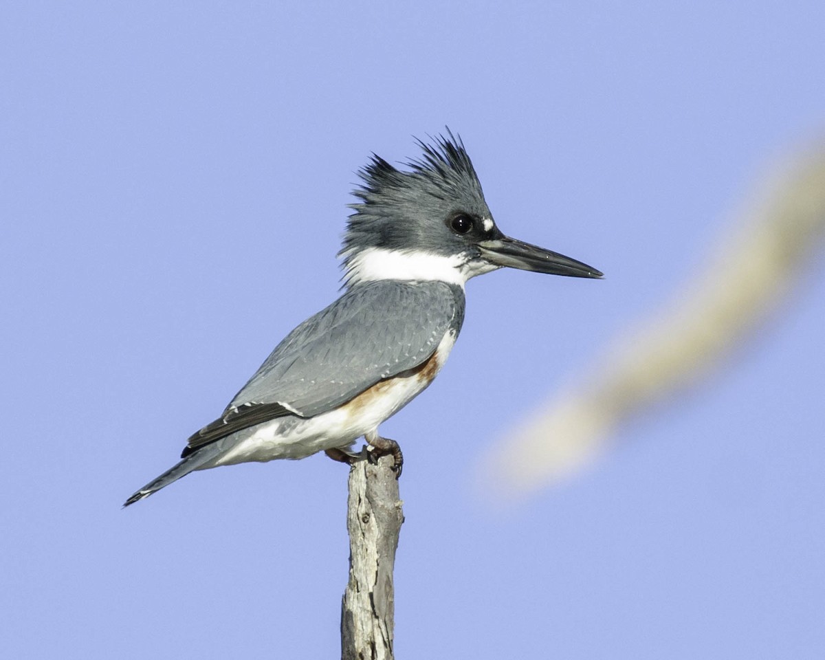 Belted Kingfisher - Jeff Lewis