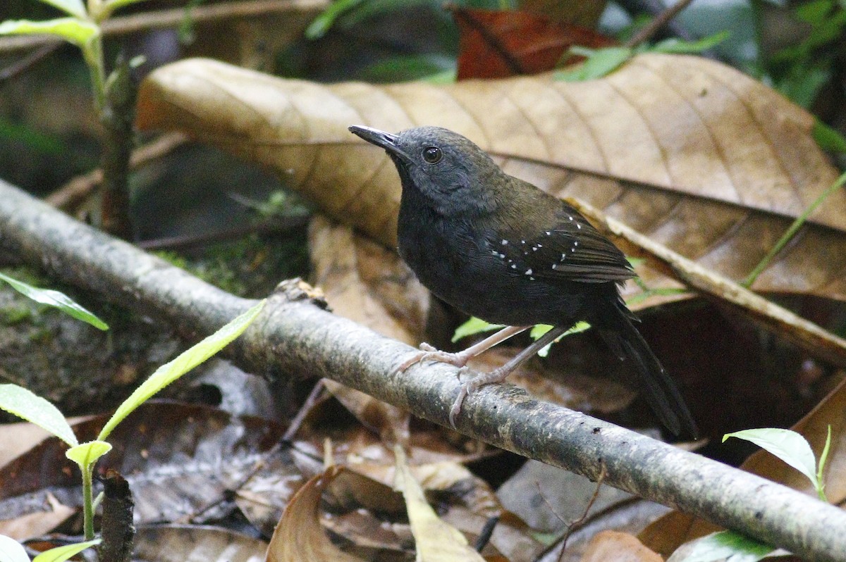 Black-throated Antbird - Paul Dufour