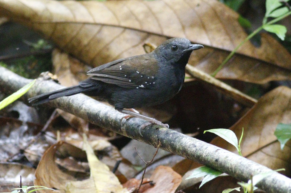 Black-throated Antbird - ML393009501