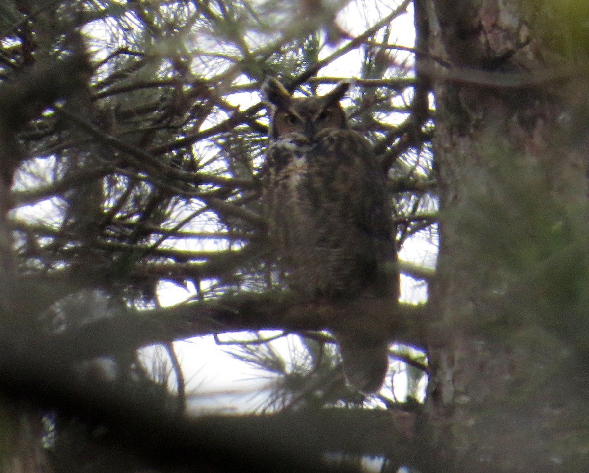 Great Horned Owl - ML393010831