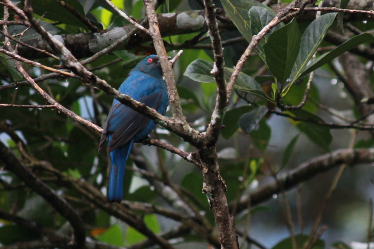 Asian Fairy-bluebird - ML393012791