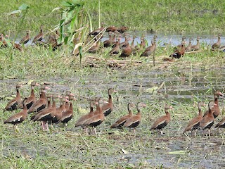 Black-bellied Whistling-Duck, ML393014271