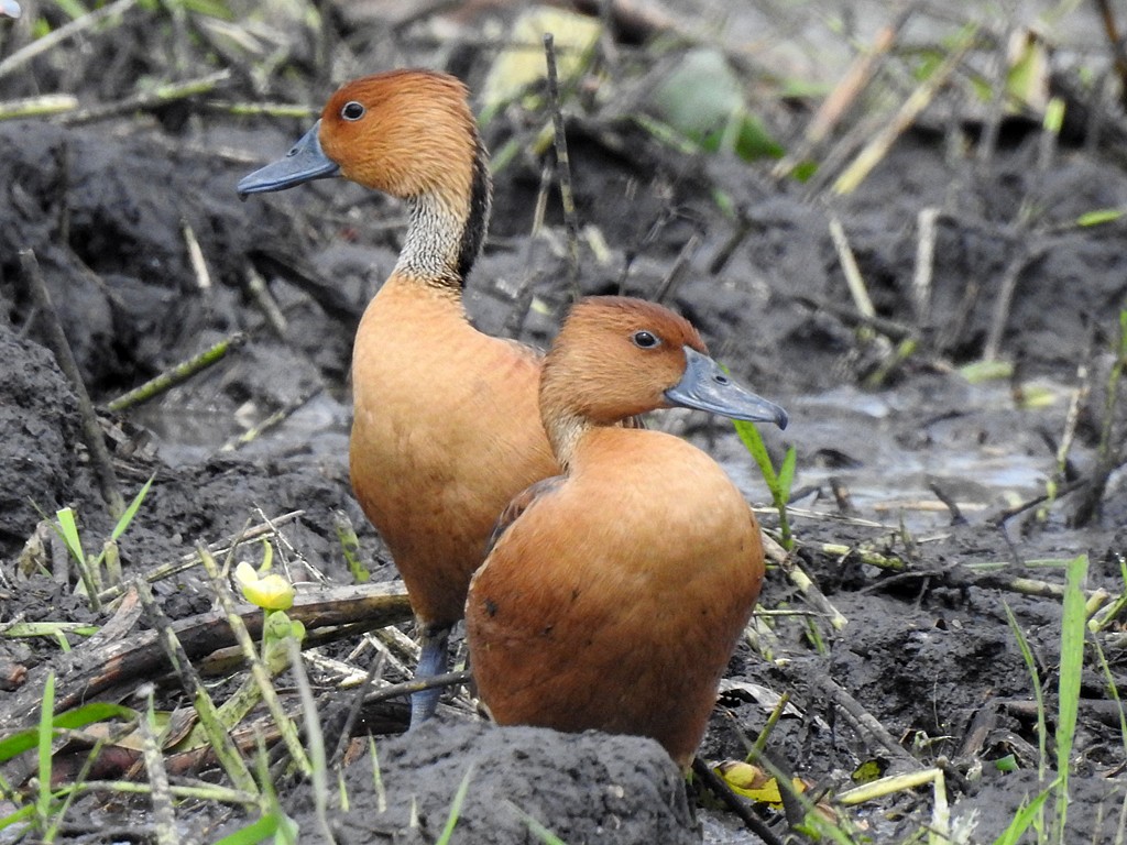Fulvous Whistling-Duck - ML393015281