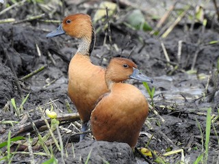 Fulvous Whistling-Duck, ML393015281